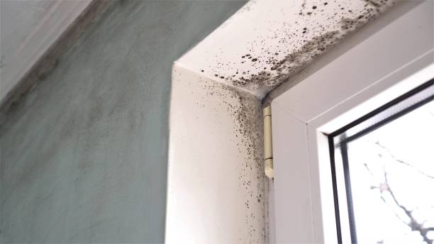 Mold Odor Removal Services in Juno Ridge, FL