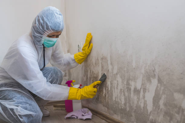 Best Mold Damage Restoration  in Juno Ridge, FL