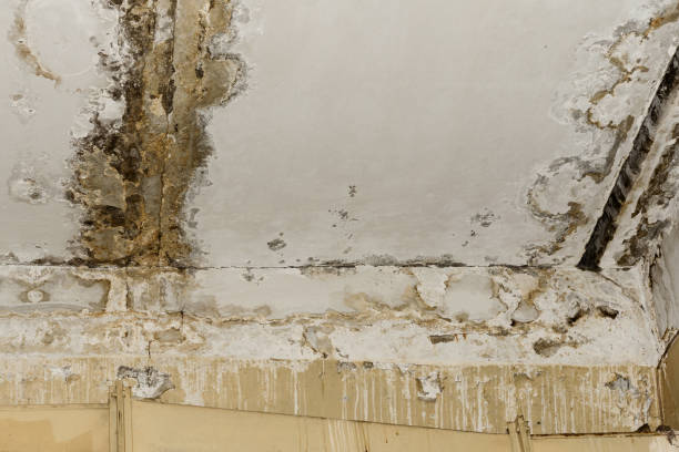 Best Post-Construction Mold Inspection  in Juno Ridge, FL