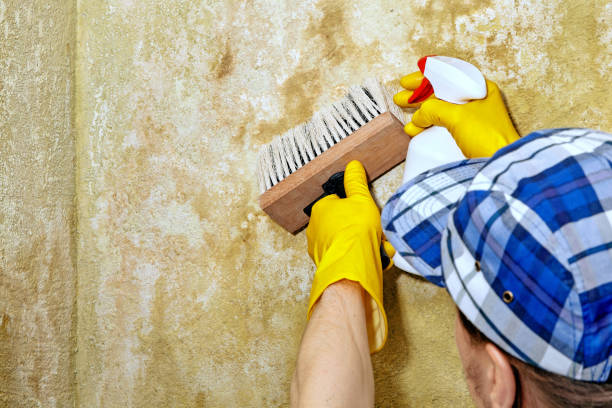 Best Black Mold Removal  in Juno Ridge, FL