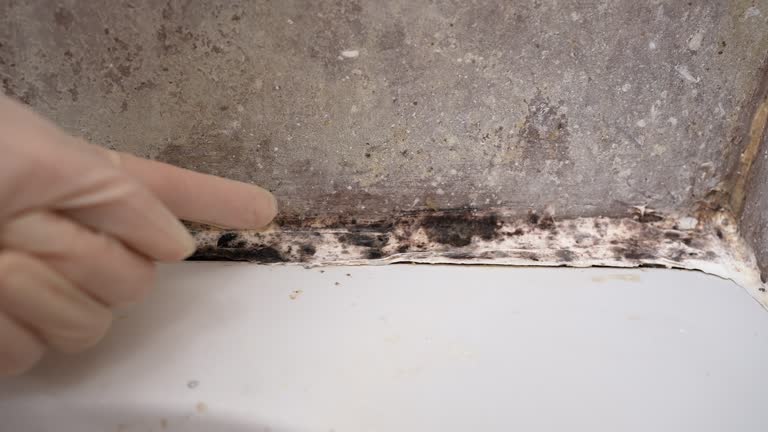 Best Mold Removal for HVAC Installations  in Juno Ridge, FL