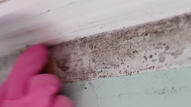 Best Post-Remediation Verification Testing  in Juno Ridge, FL